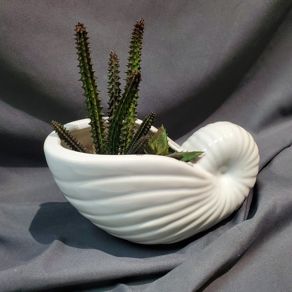 Artif Cactus In Shell, White, Size: 8"L