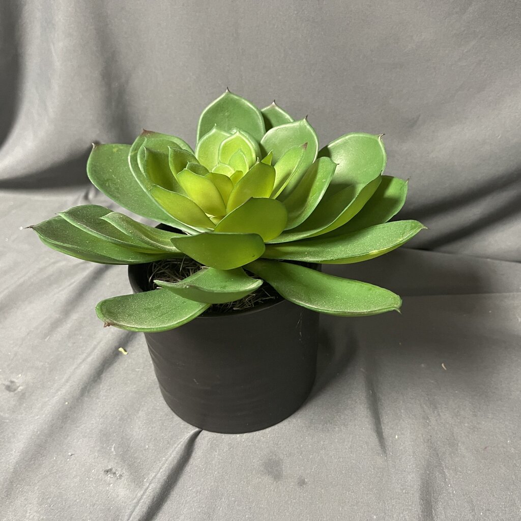 Succulent in Planter