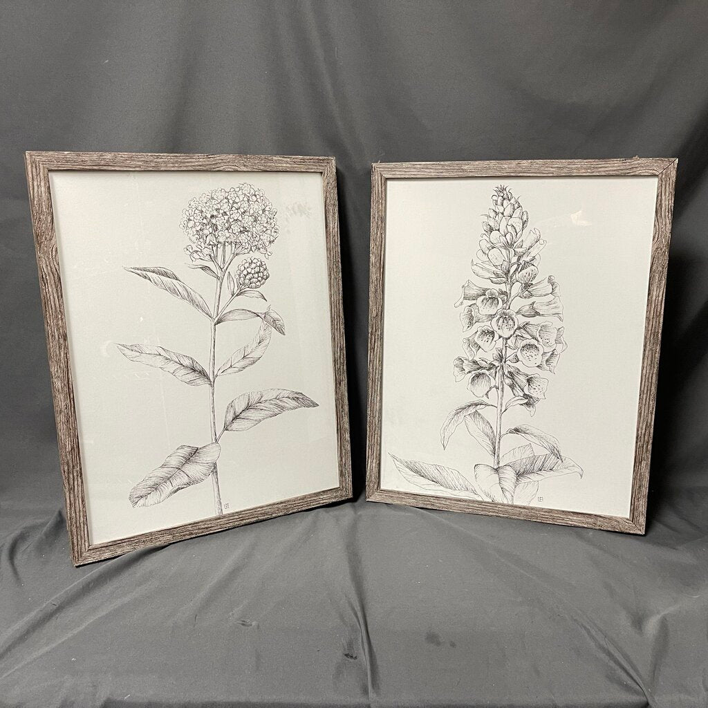 Pair Botanical Line Drawing Prints