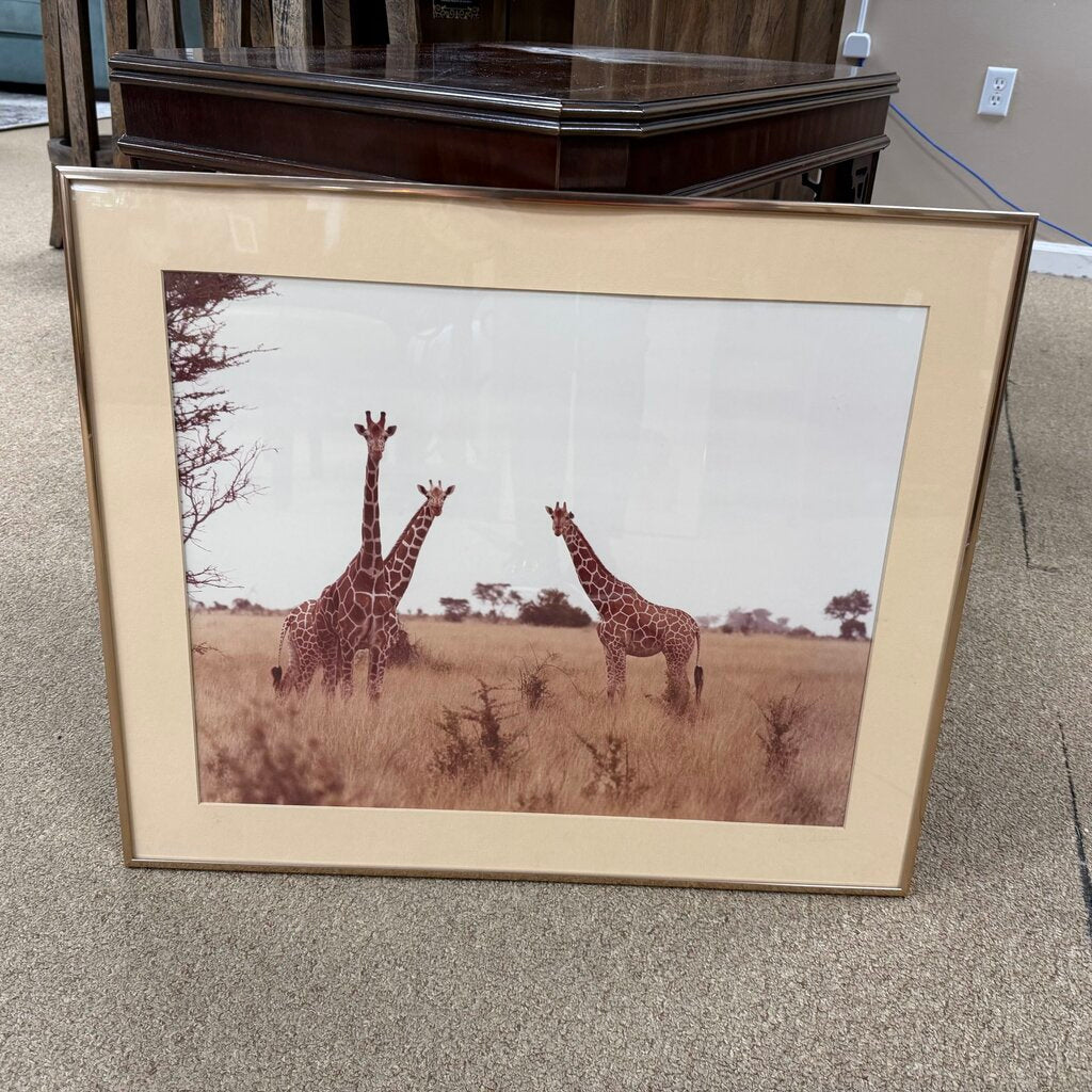 Signed + Numbered Giraffes Photo