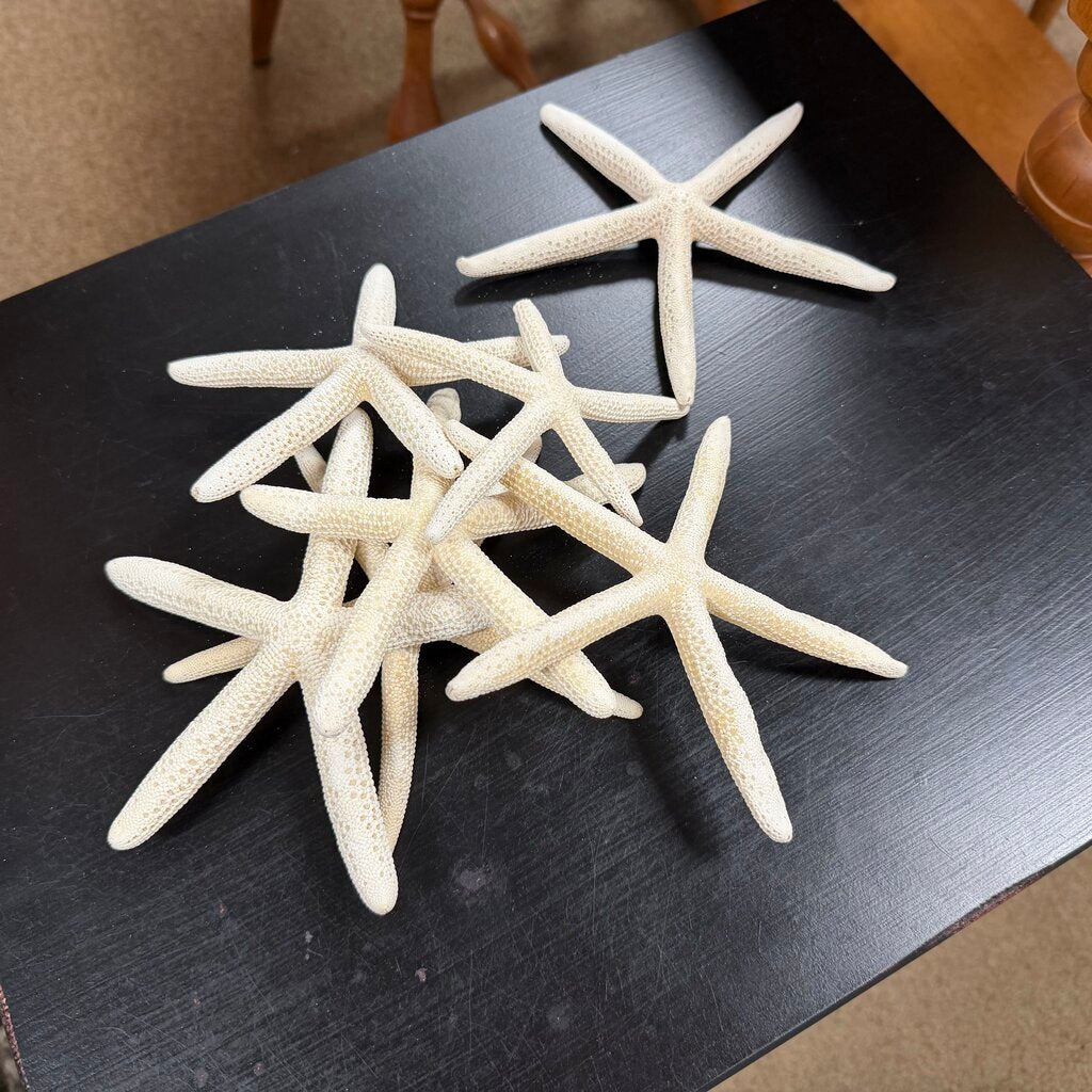 7 White Finger Starfish