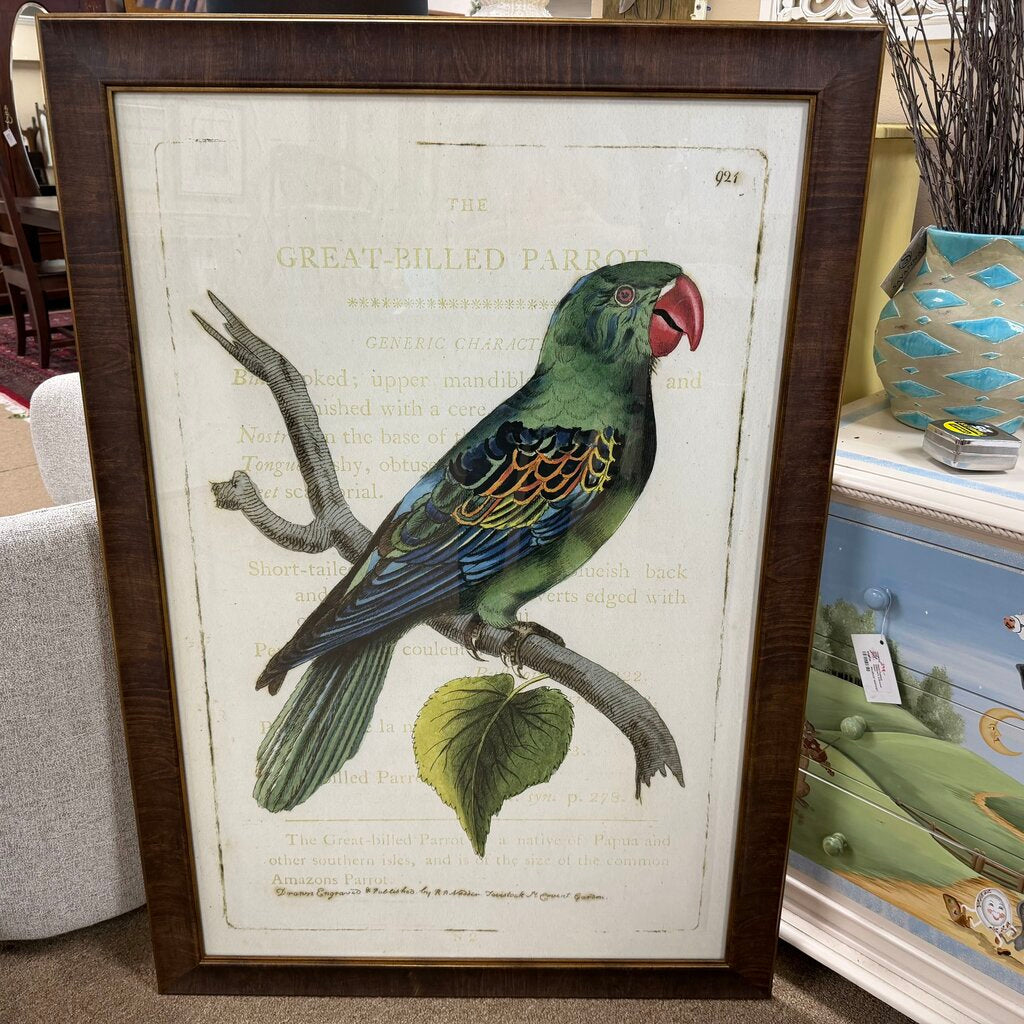 Large Framed Parrot Print