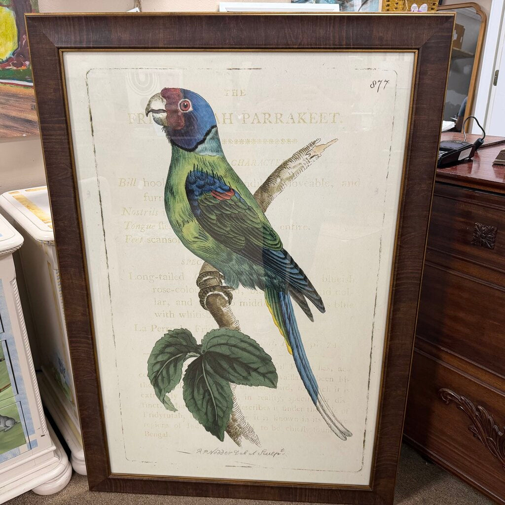 Large Framed Parakeet Print