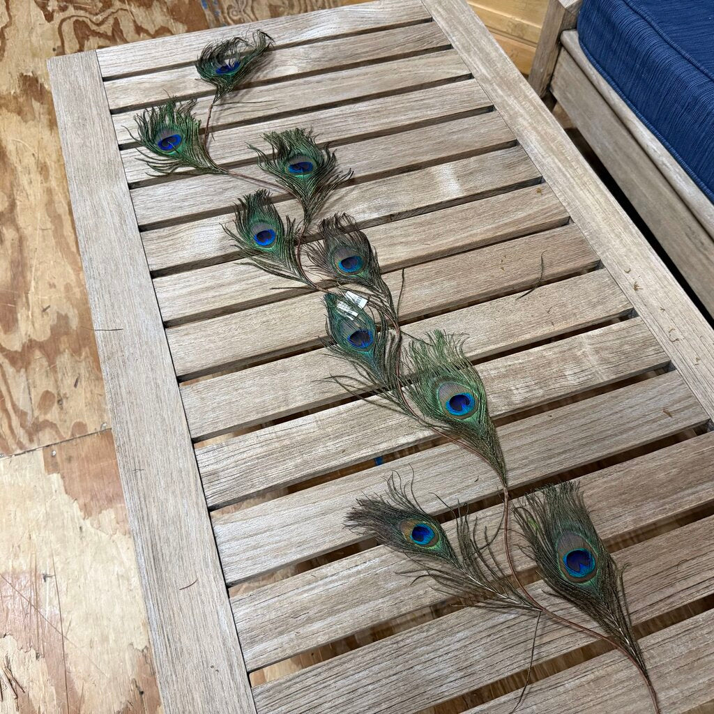 Peacock Feather Spray