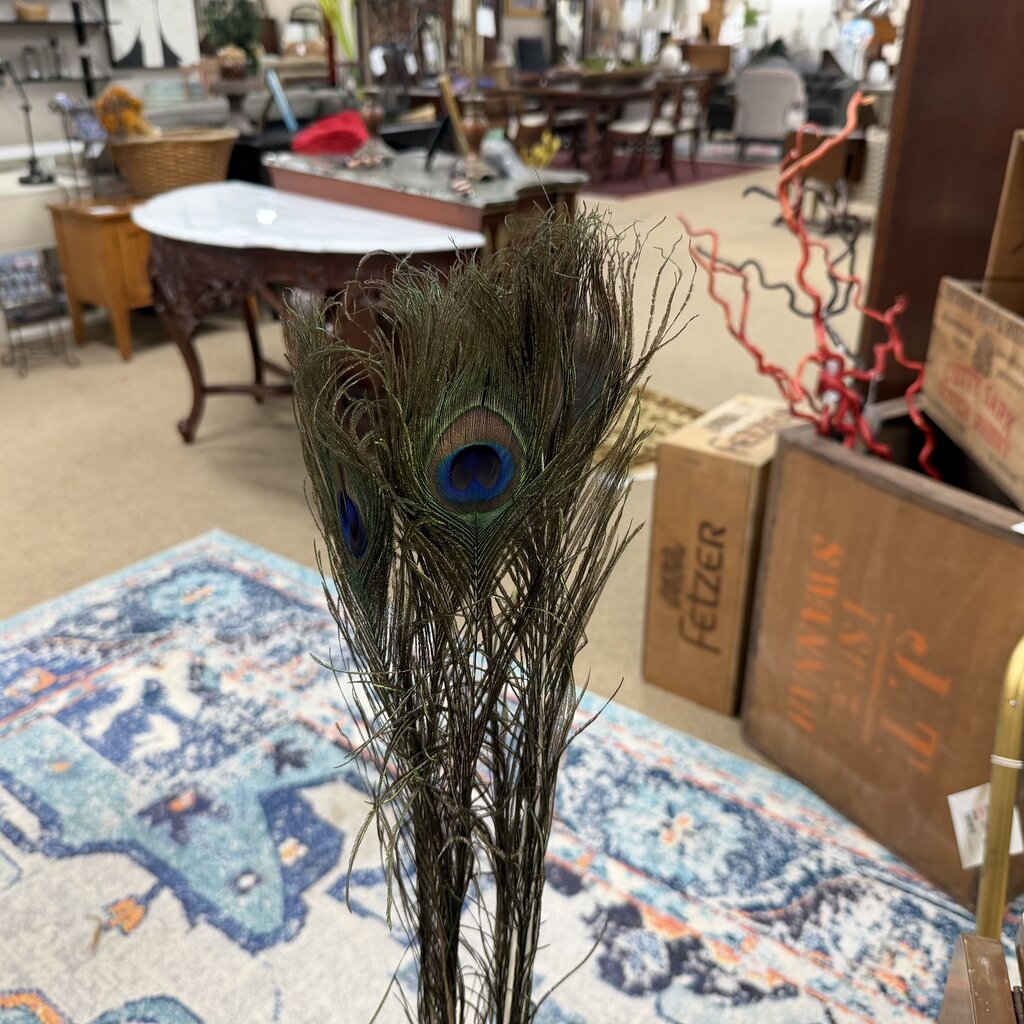 Peacock Feather Stems Bundle
