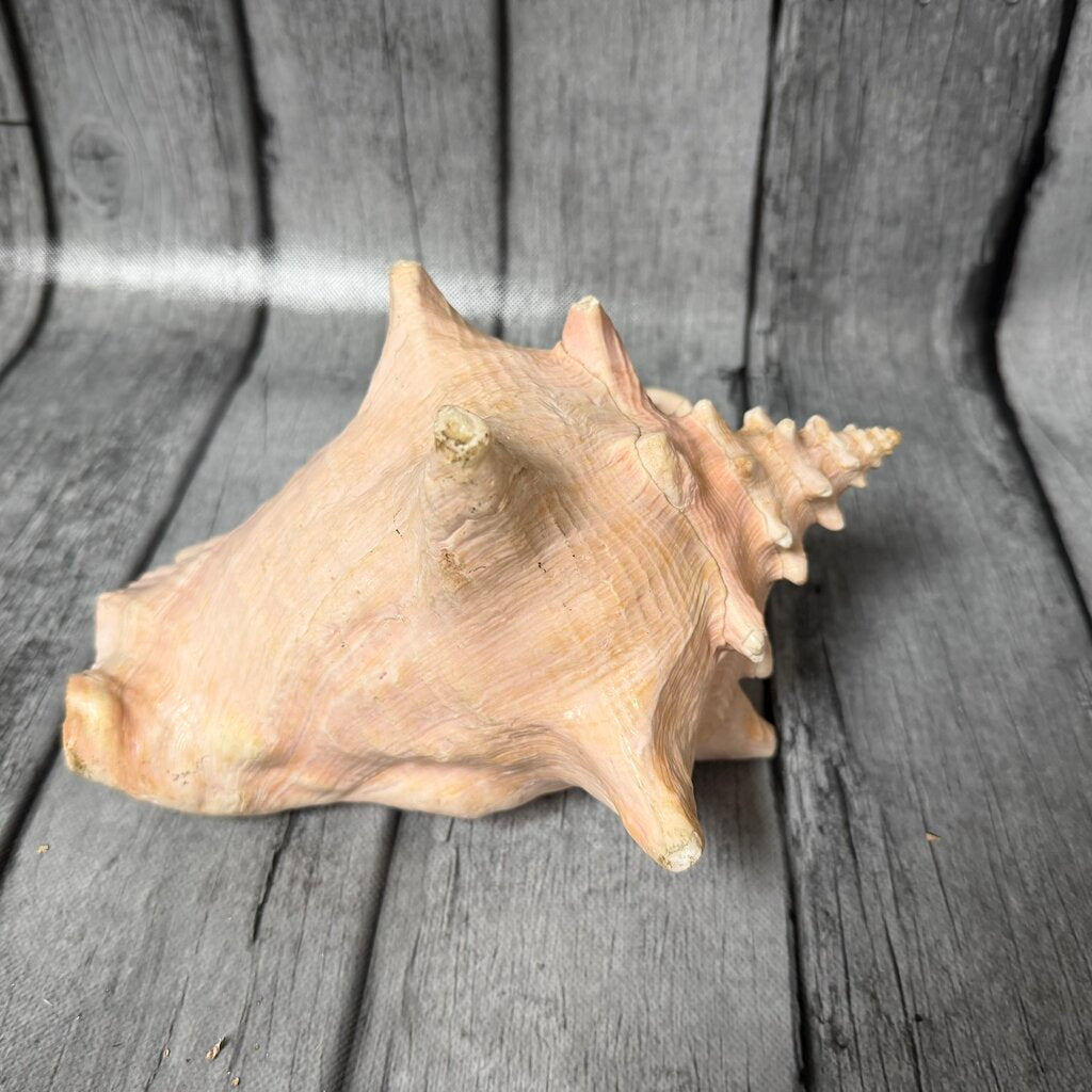 Authentic Conch Shell