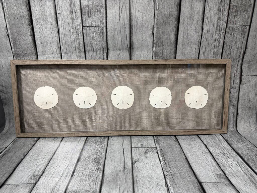 Framed Sand Dollars