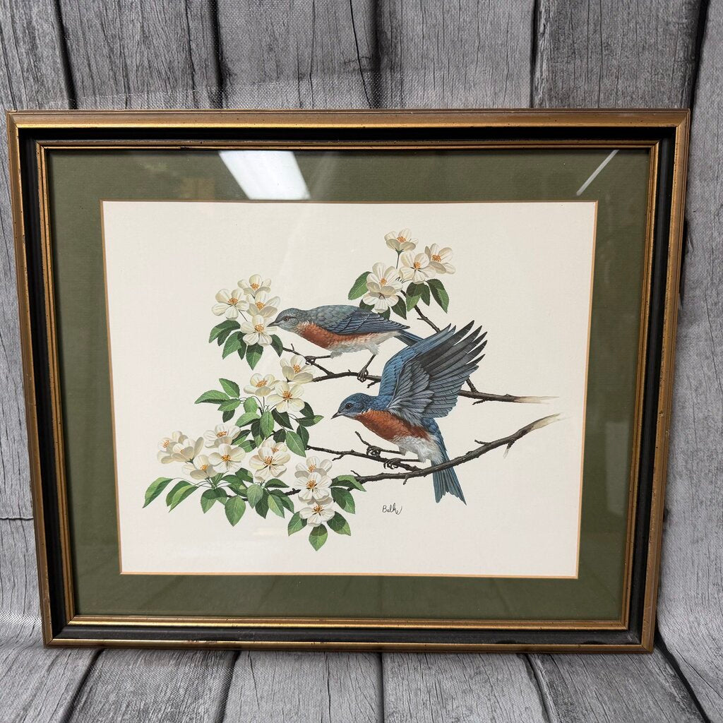 Eastern Bluebird Print
