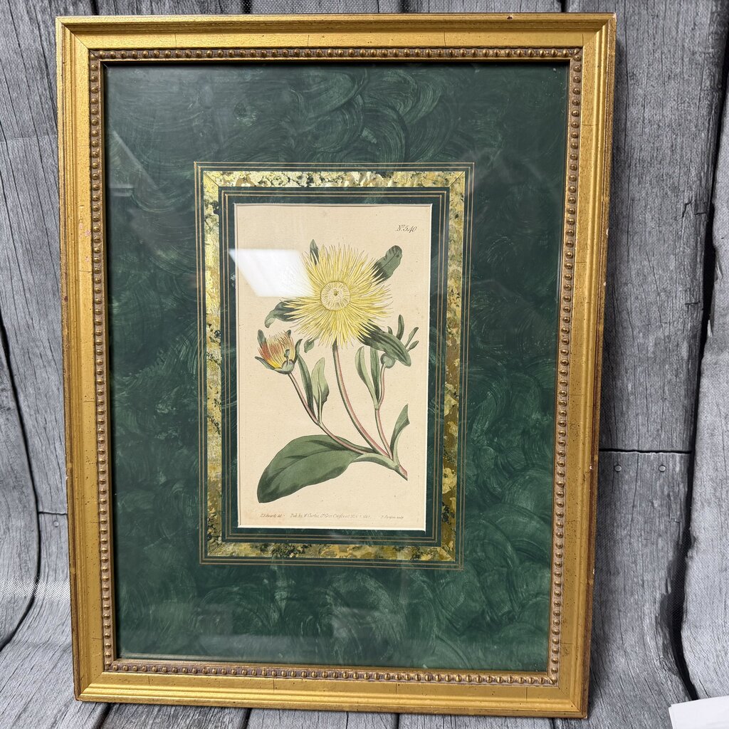 Antique Botanical Copper Engraving - No. 540