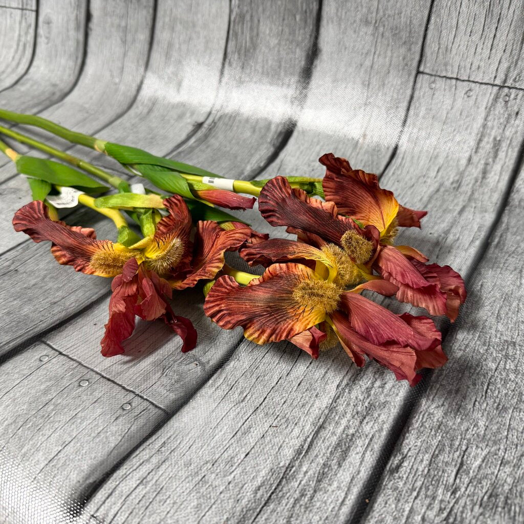 Bundle Rust Iris Stems