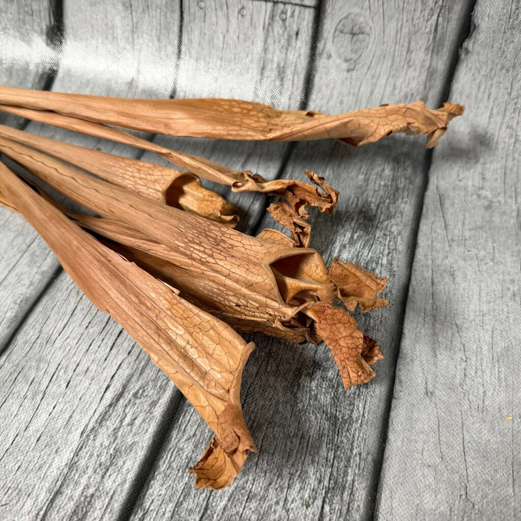 Bundle Dried Philodendron Sheaths
