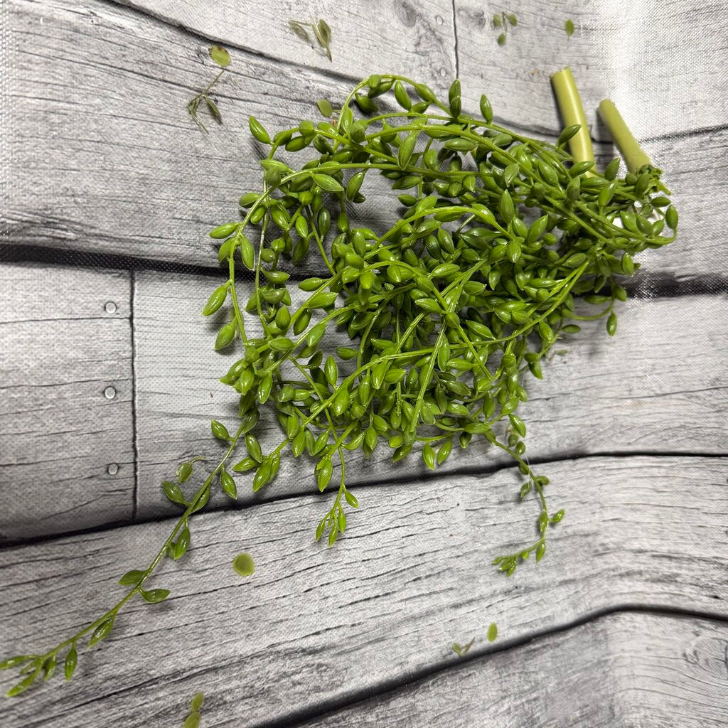 Bundle Seneca Plant Stems