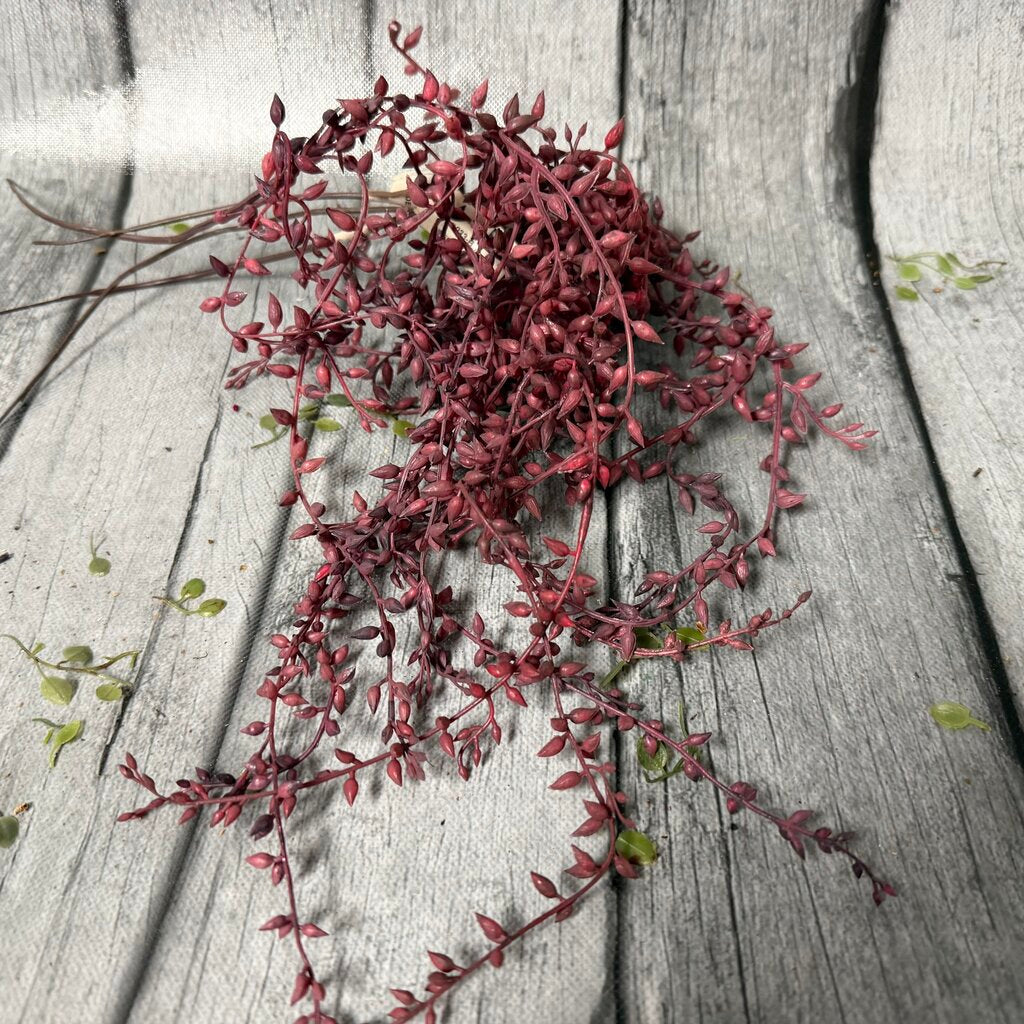 Bundle Senecio Vines