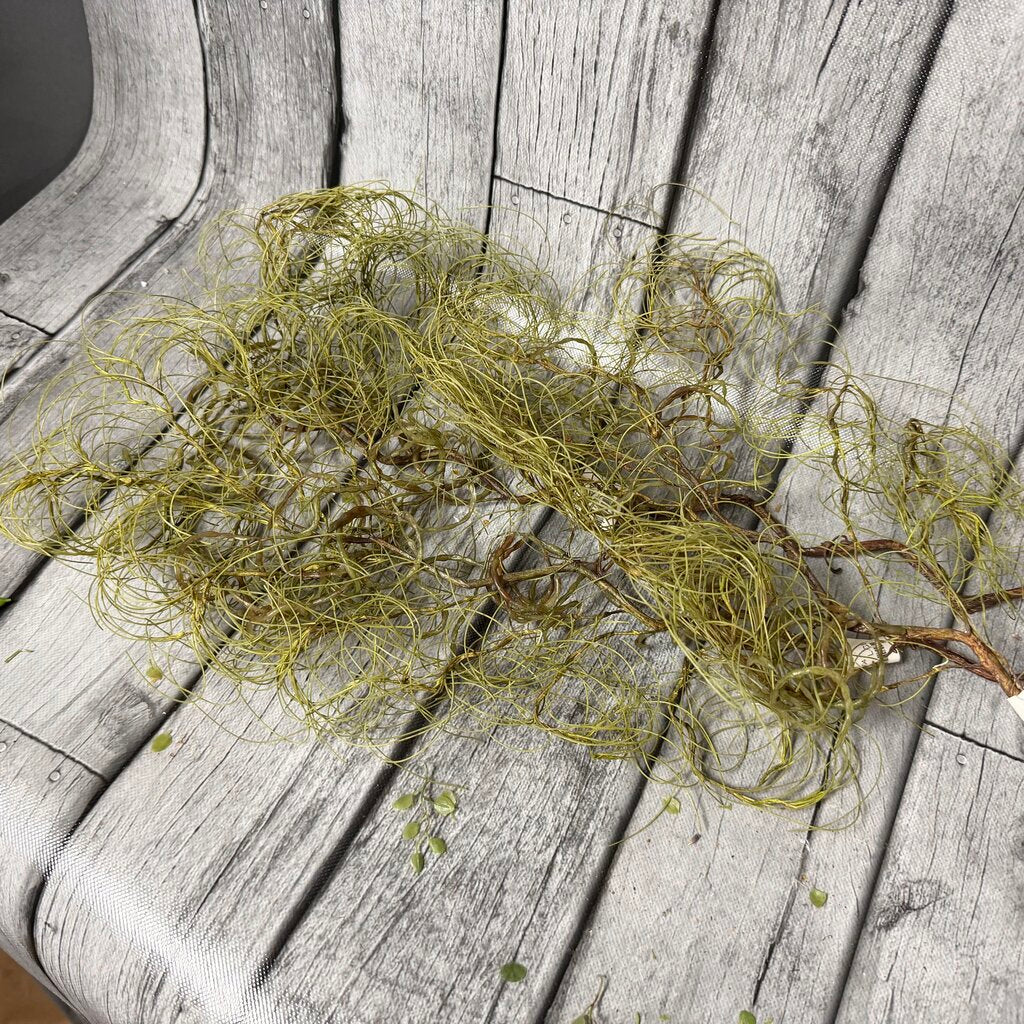 Bundle Smokey Stems