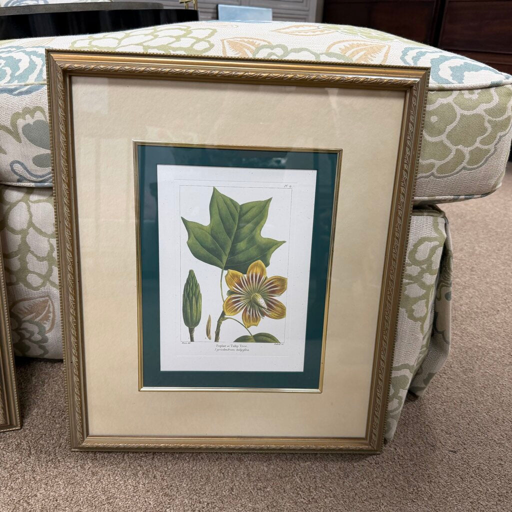 Poplar or Tulip Tree Print