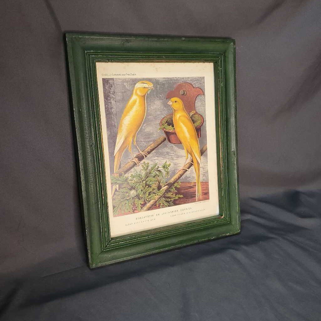 Yellow Canaries Framed