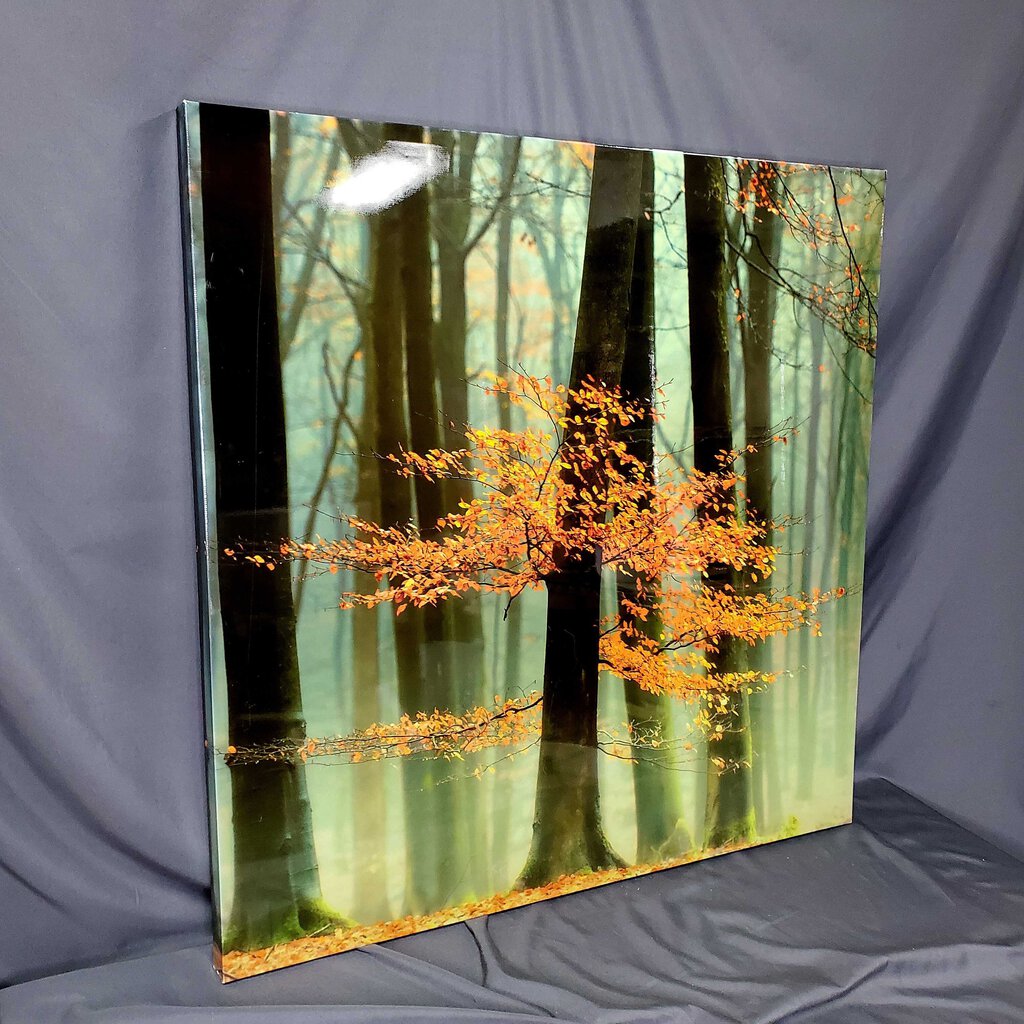 Fall Trees Canvas