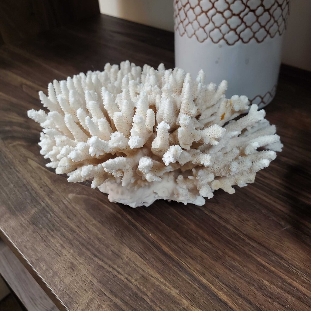 Natural white coral