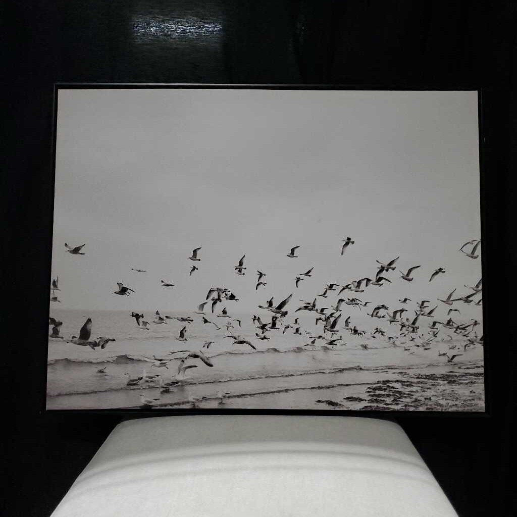 Framed Birds B&W