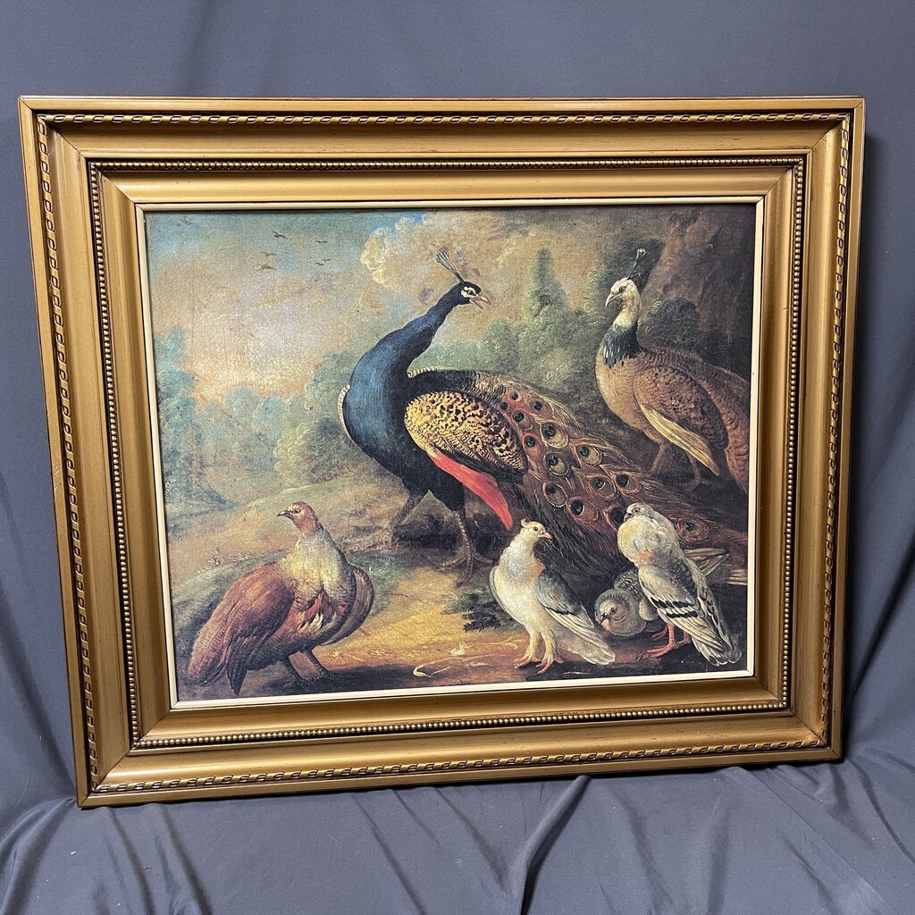 Peacock Canvas