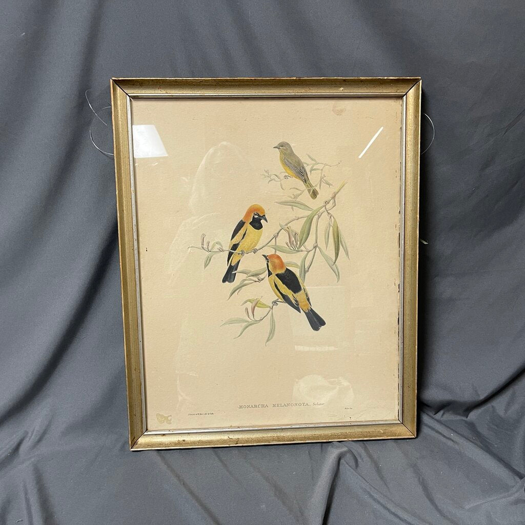 Vintage Birds Print