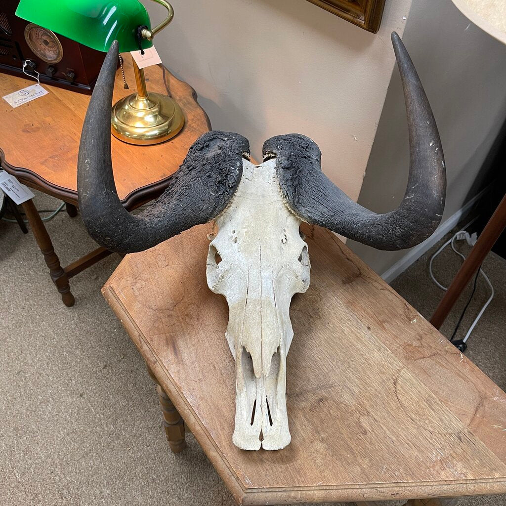 Wildebeest Skull