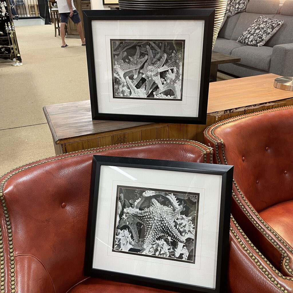Pair Framed B&W Starfish Photographs