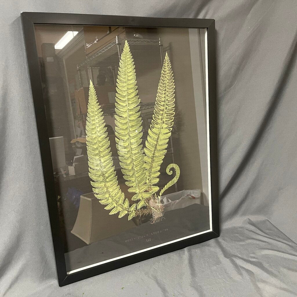 Fern Print