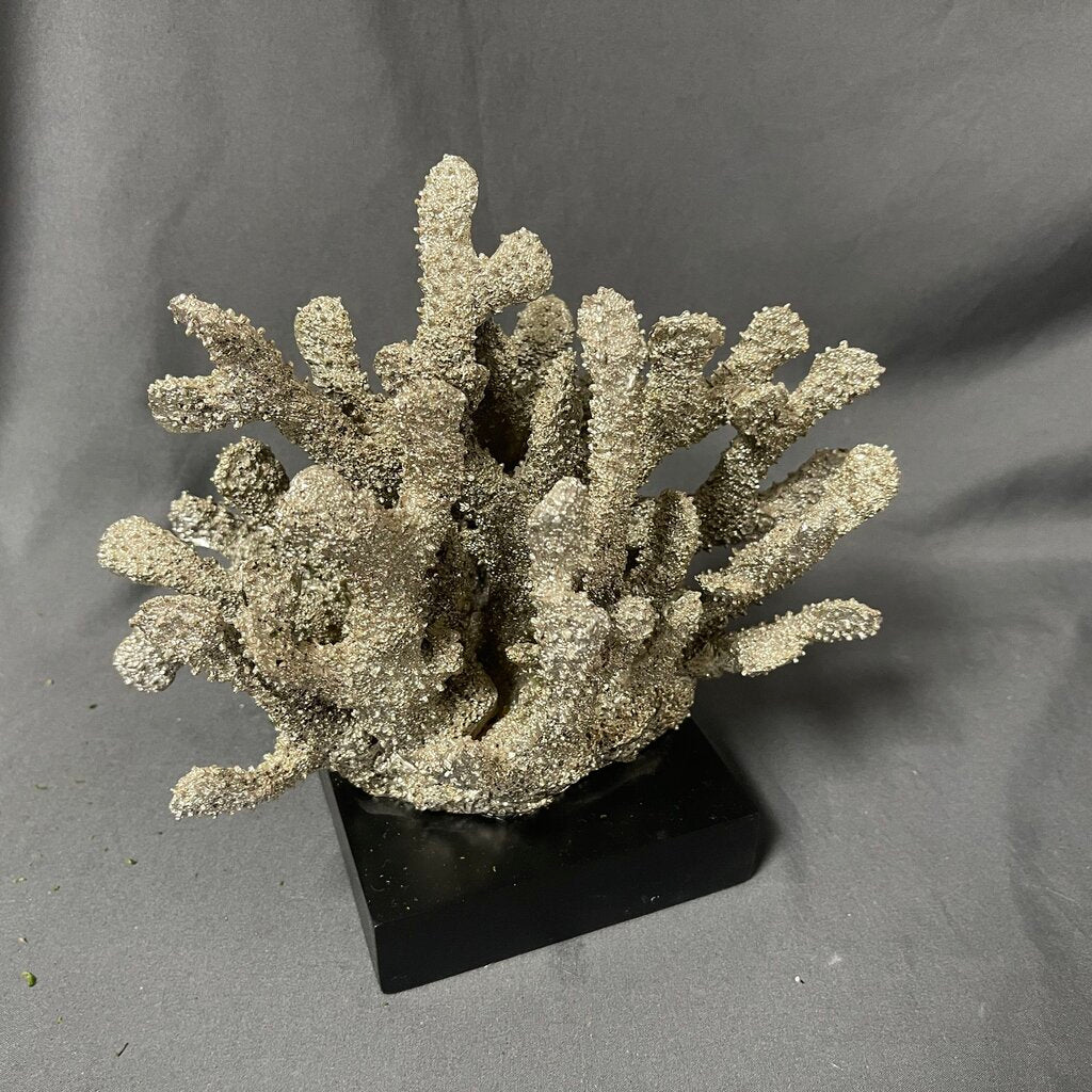 Silver Coral on Black Base