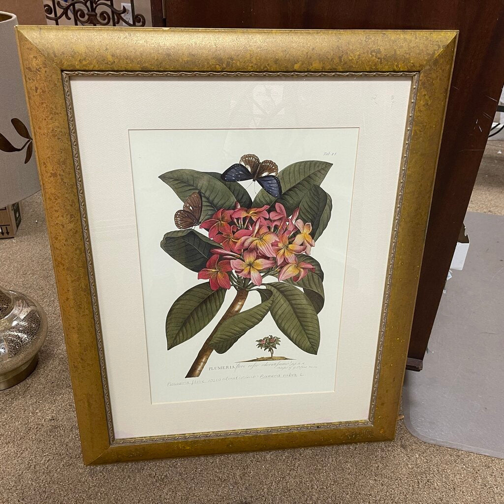 Plumeria Print