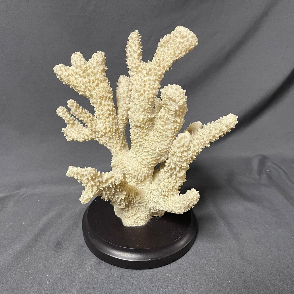 Natural Coral Cluster on Base