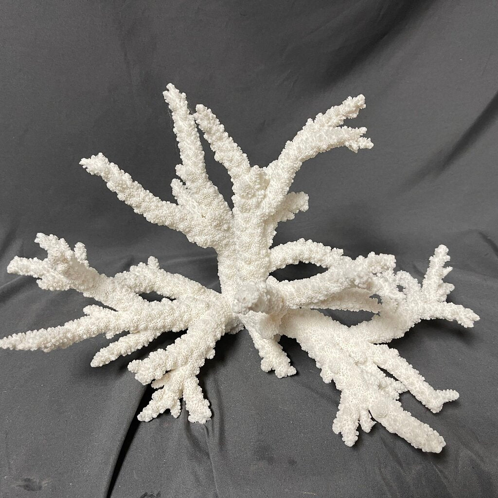 Large Natural Coral Cluster