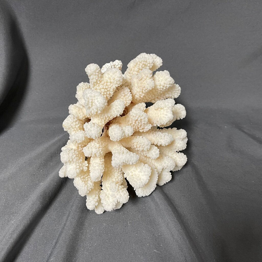Natural Coral Cluster