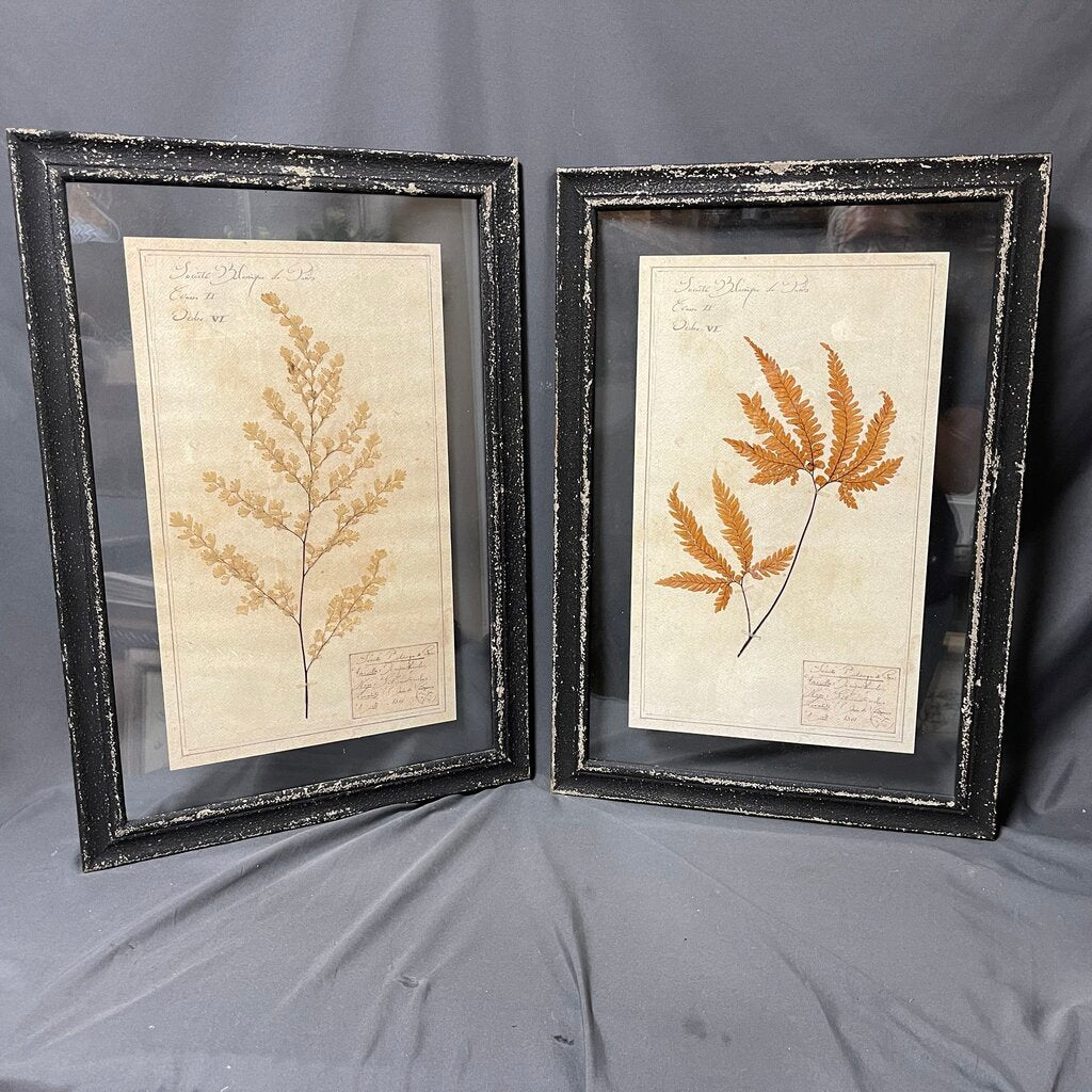 Pair Pressed Botanicals