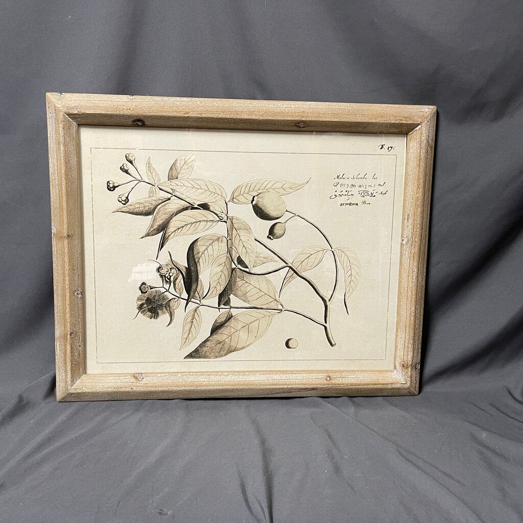 Sepia Botanical Print