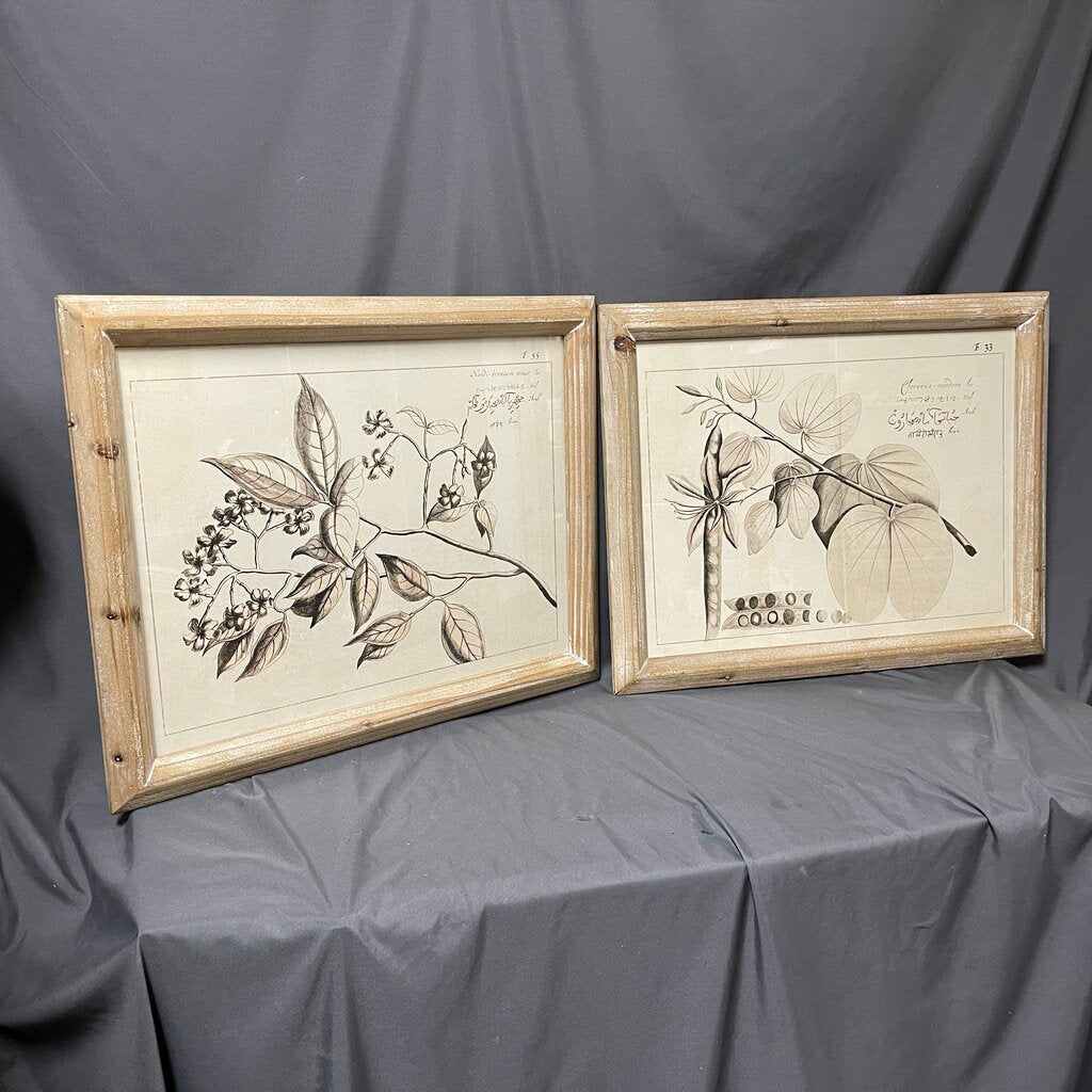 Pair Sepia Botanical Prints