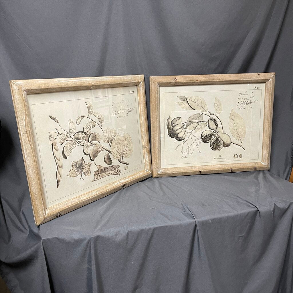 Pair Sepia Botanical Prints