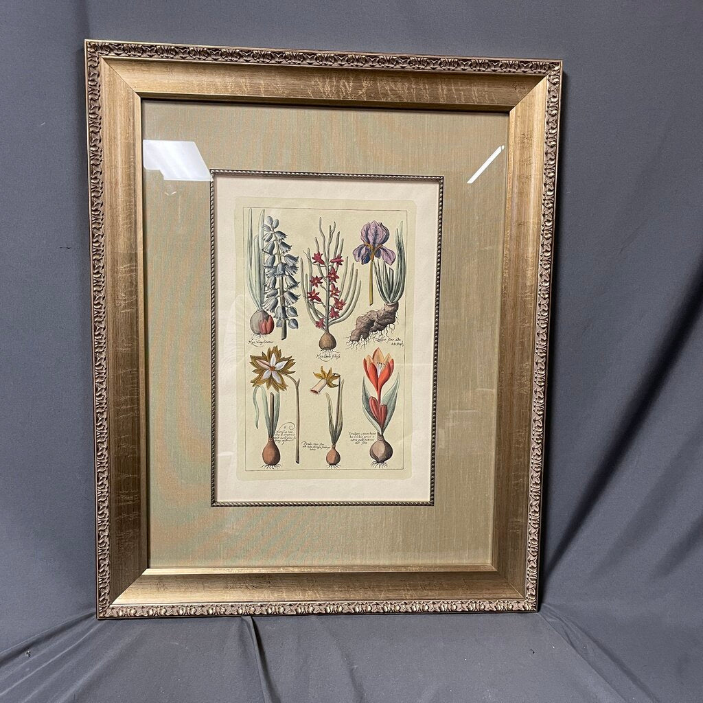 Framed Botanical Print
