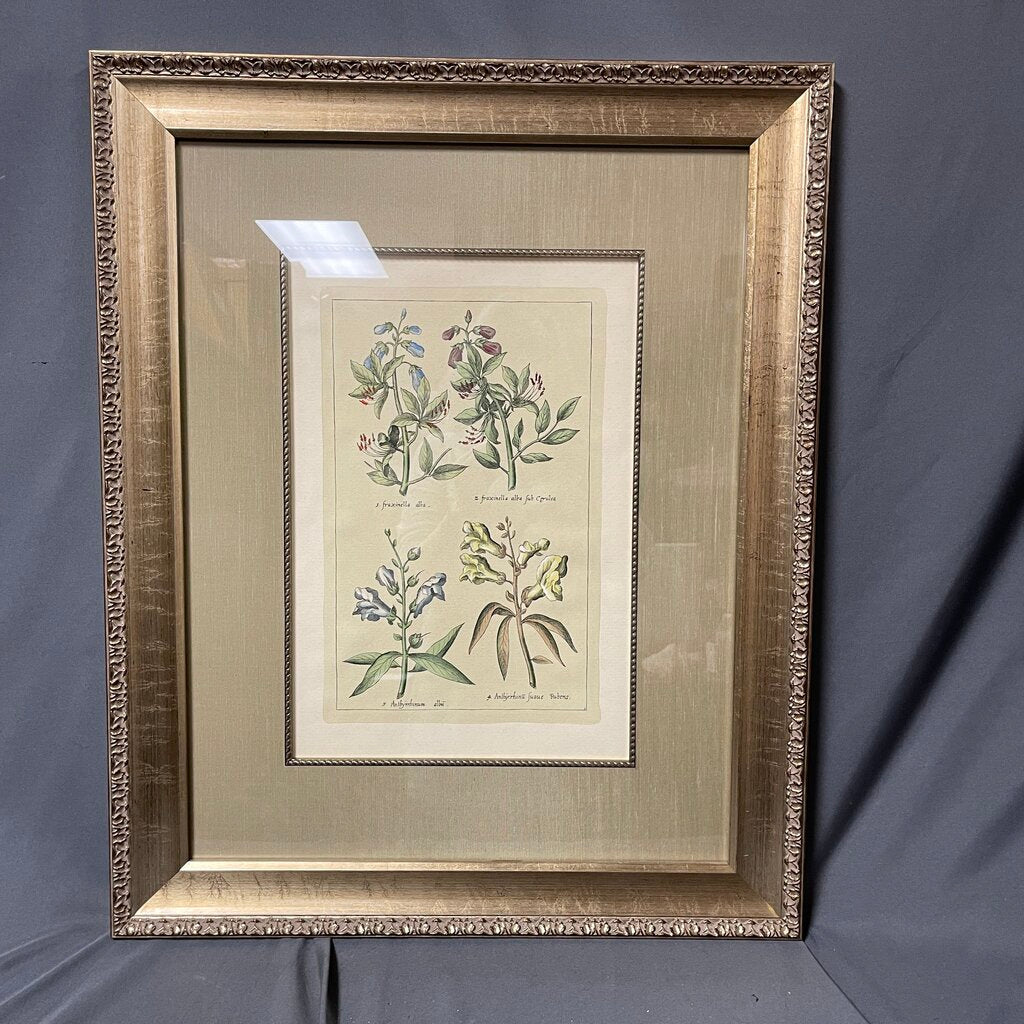 Framed Botanical Print