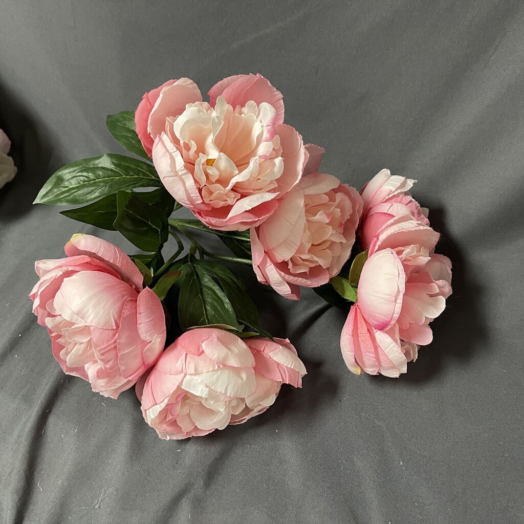 Pink Peonies Stems