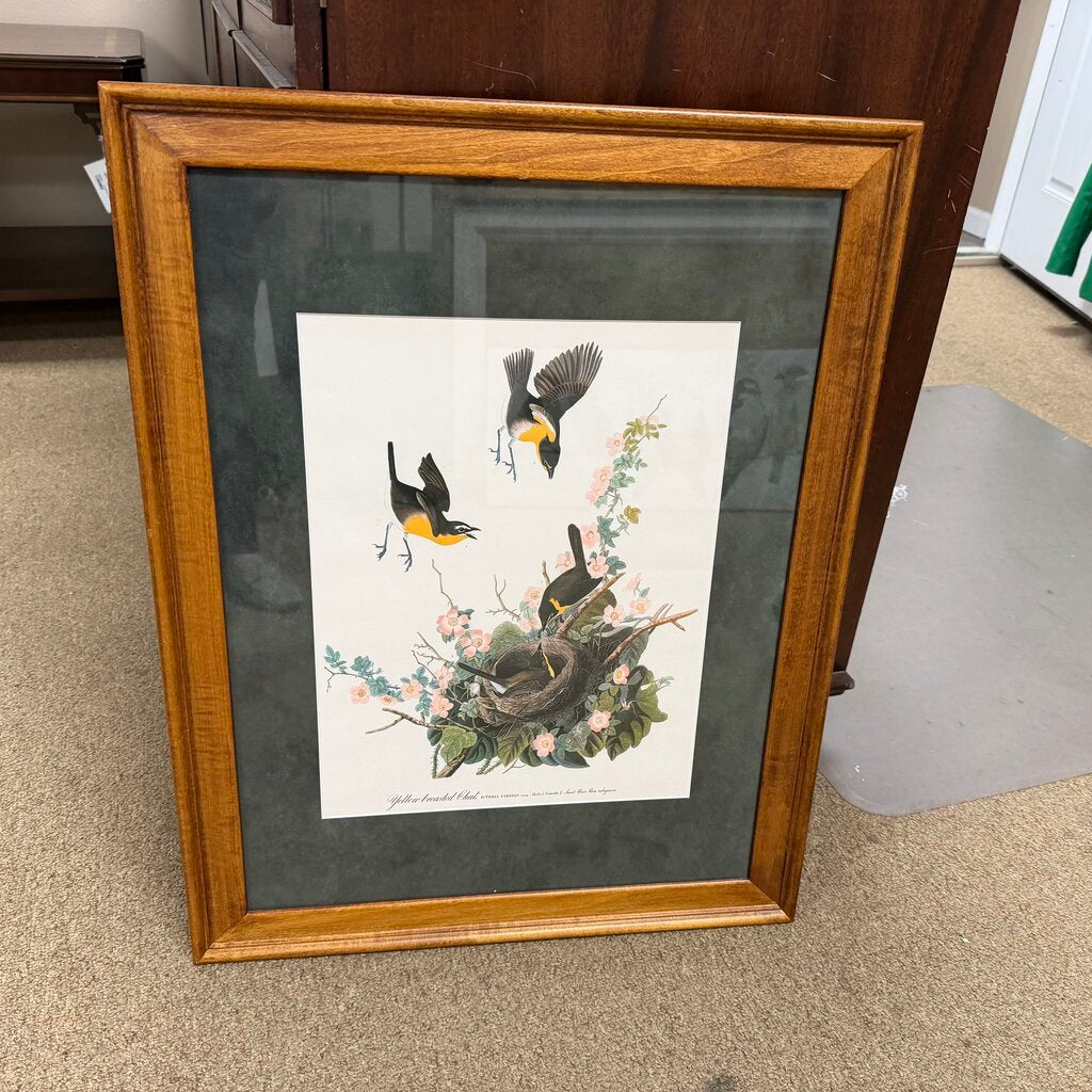 Yellowbreasted Chat Print