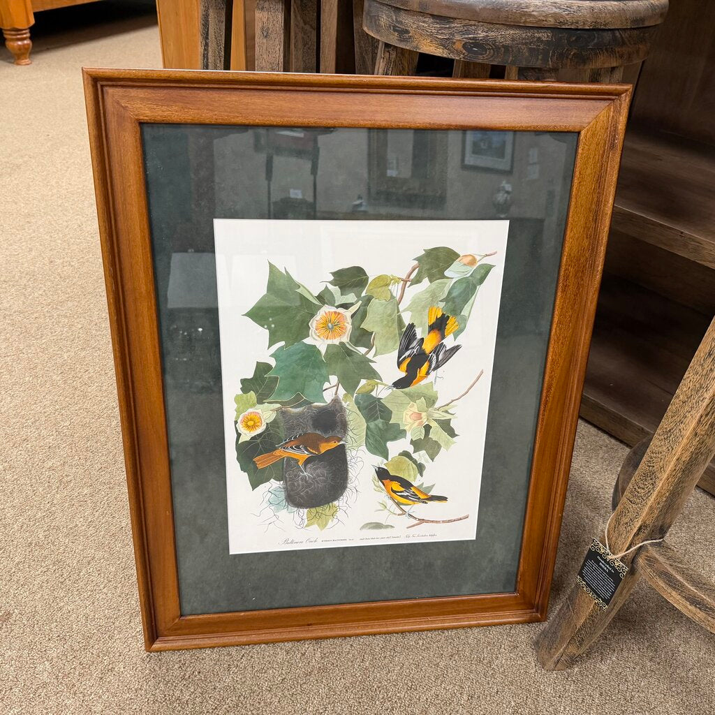 Baltimore Oriole Print