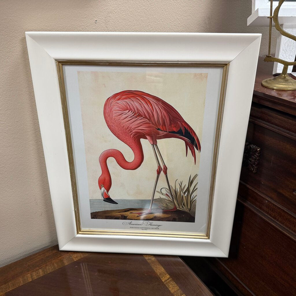 American Flamingo Print