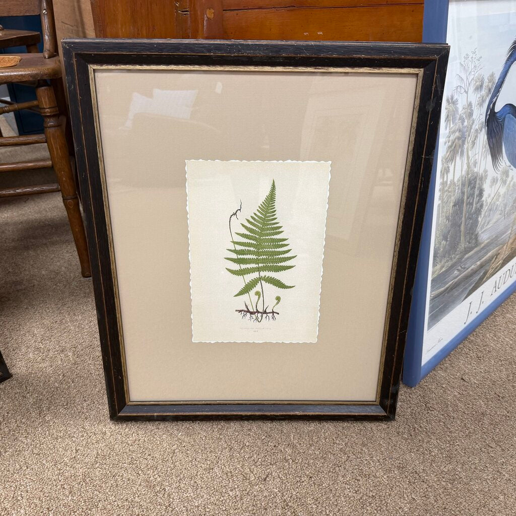 Framed Fern Print