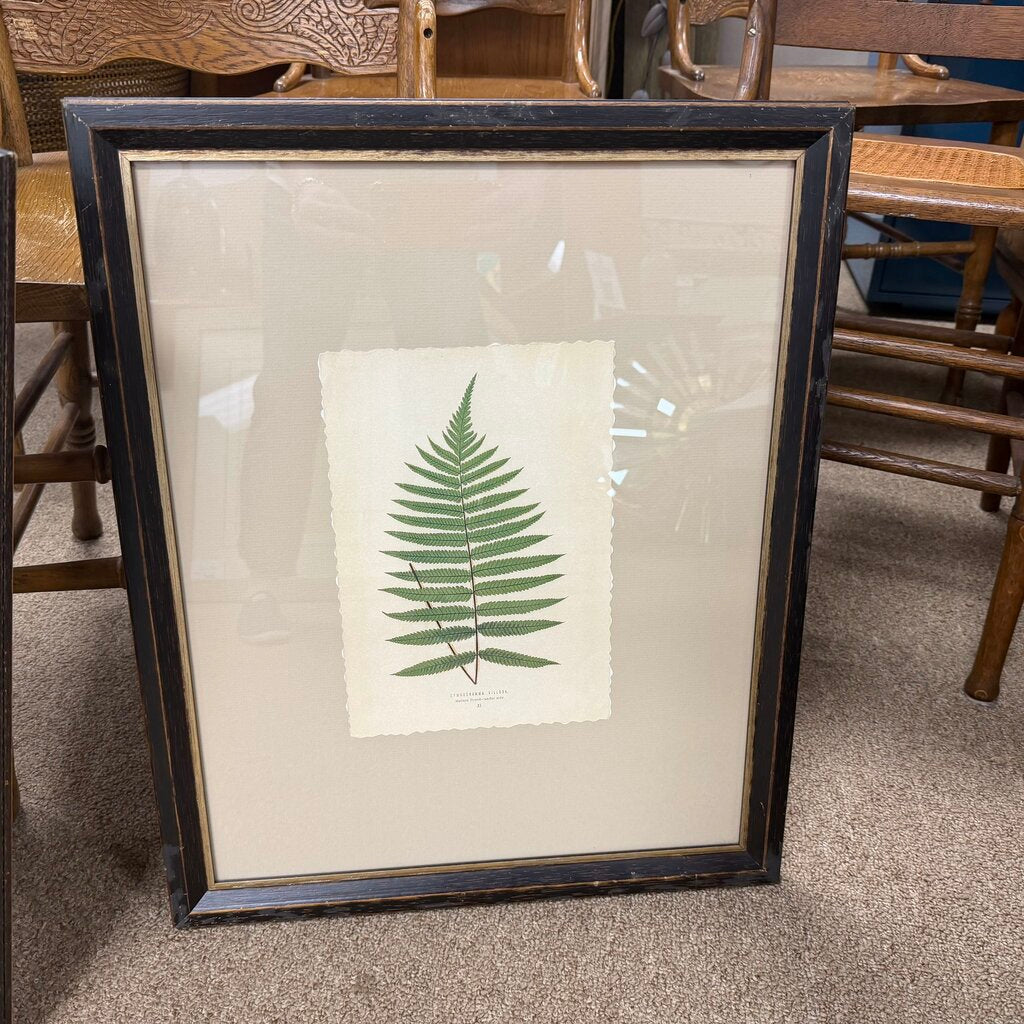 Framed Fern Print