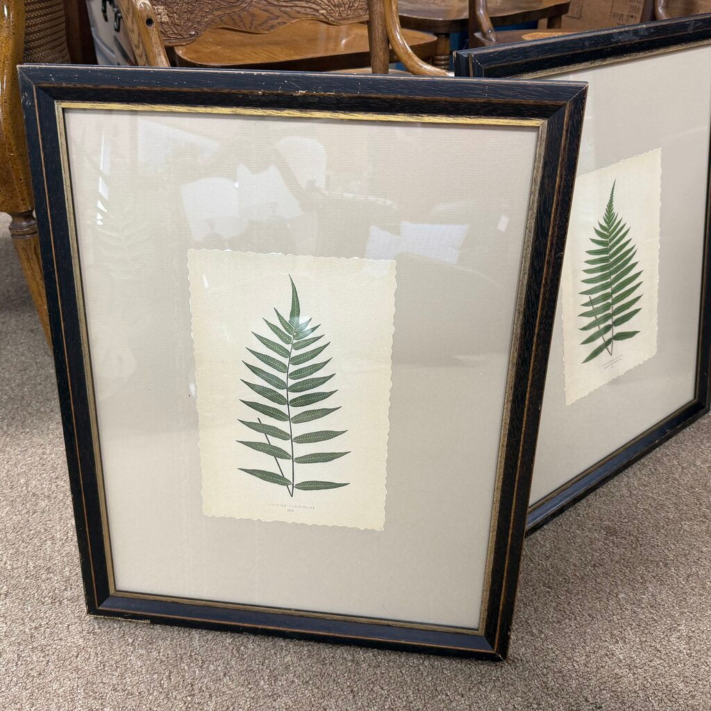 Framed Fern Print