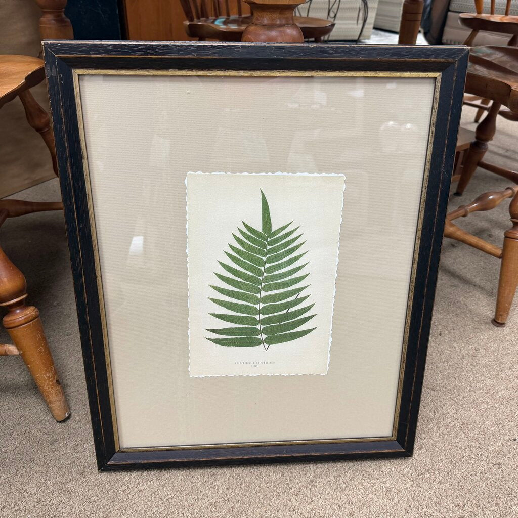 Framed Fern Print