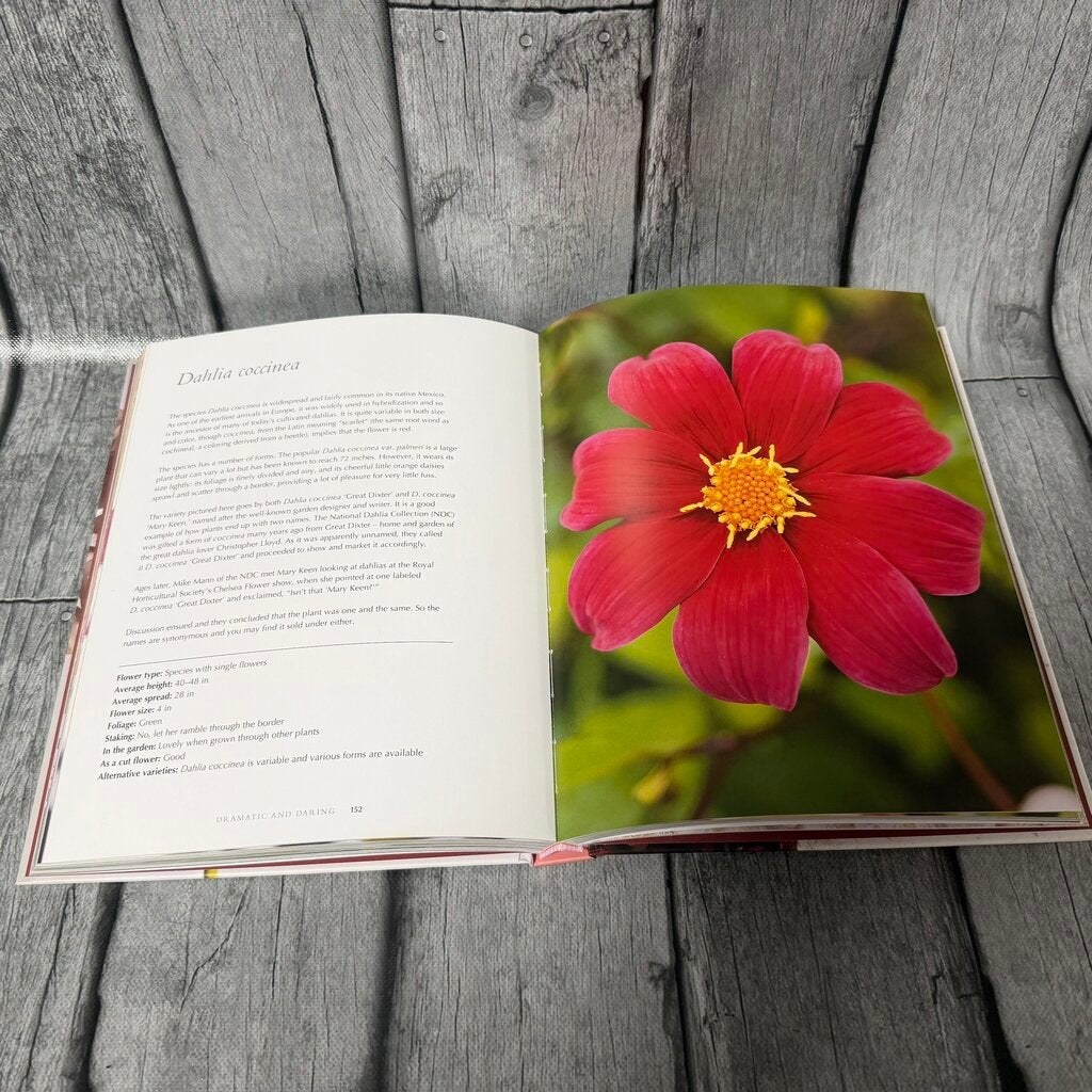 Dahlias: Beautiful Varieties for Home & Garden