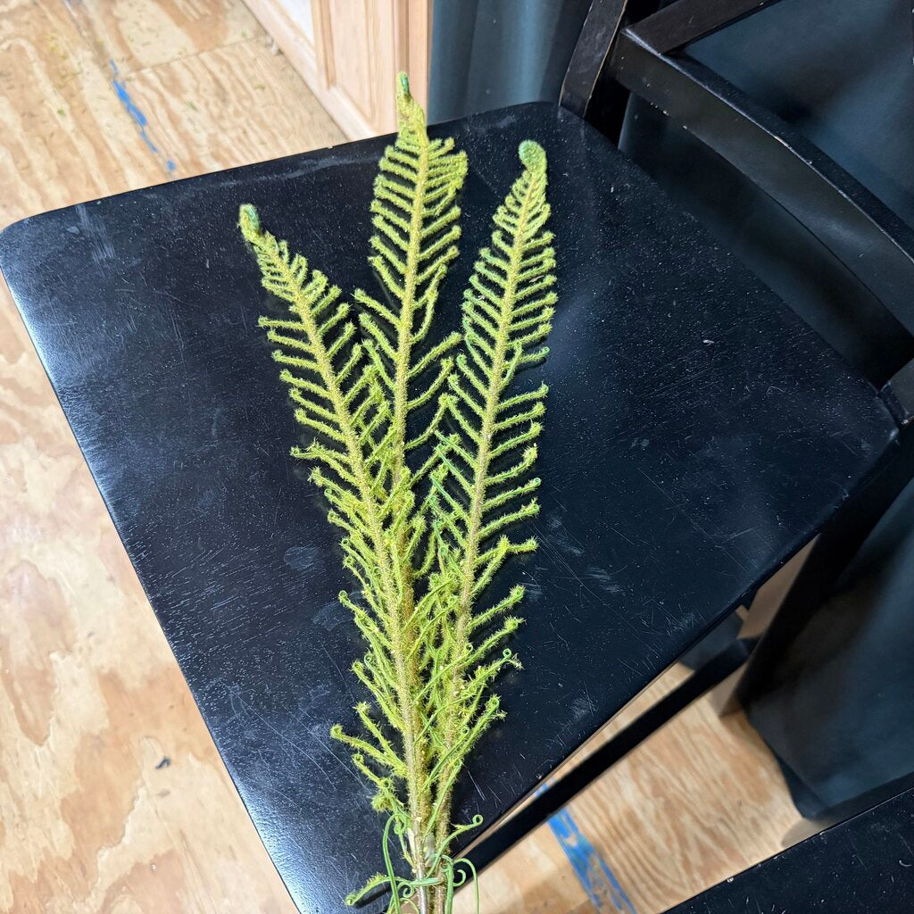 Fern Stems Bundle