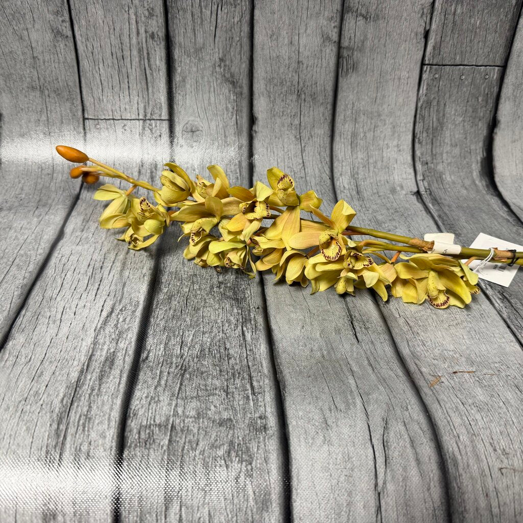 Pair Yellow Orchid Stems